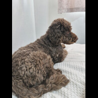 Cockapoo - Both