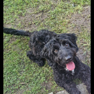 Cockapoo - Both
