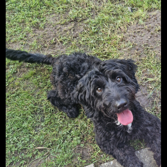 Cockapoo - Both