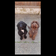 Cockapoo - Both