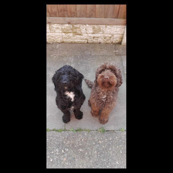 Cockapoo - Both