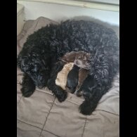 Cockapoo - Both