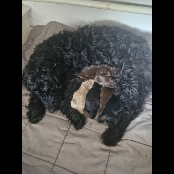 Cockapoo - Both