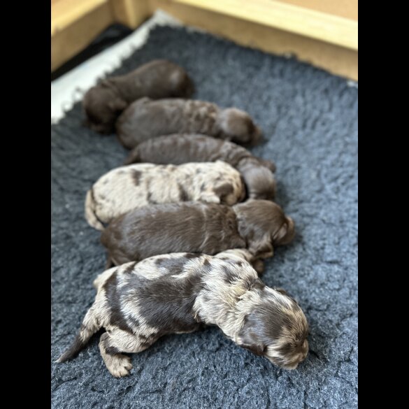 Cockapoo - Both