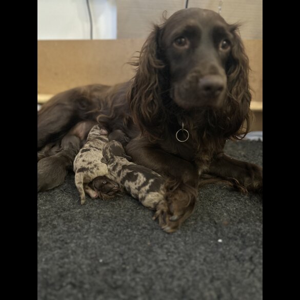 Cockapoo - Both