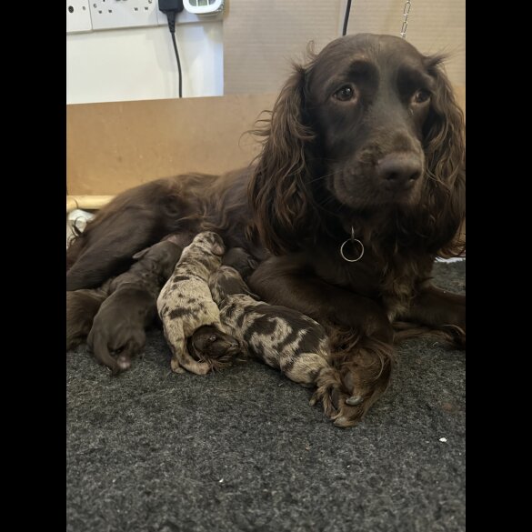 Cockapoo - Both
