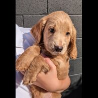 Cockapoo - Dogs