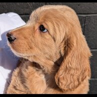 Cockapoo - Dogs