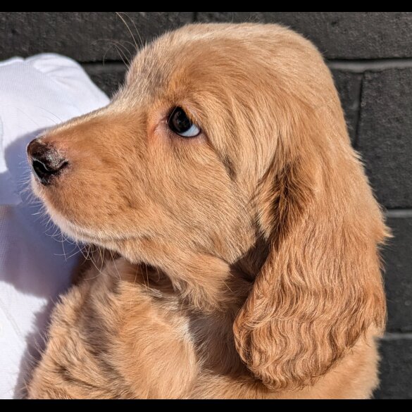 Cockapoo - Dogs