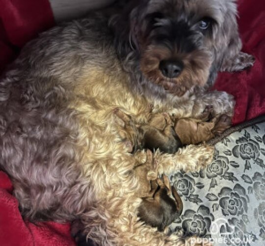 Cockapoo