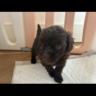 Cockapoo - Both