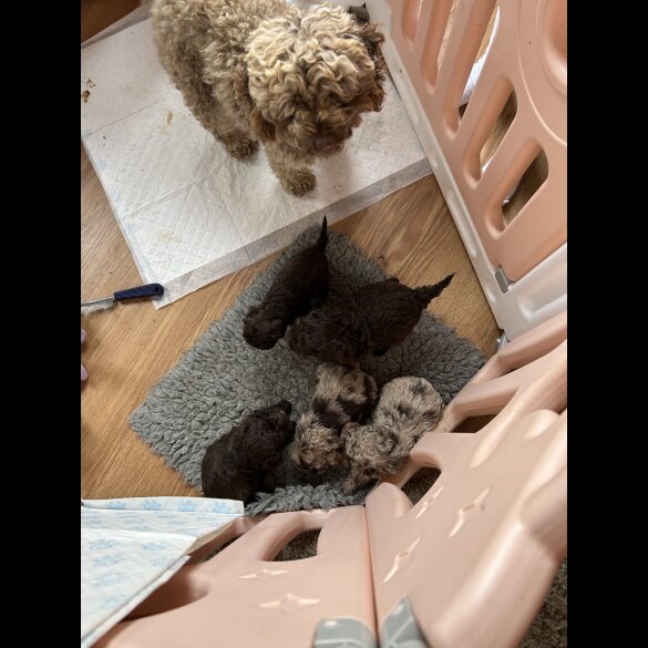 Cockapoo - Both