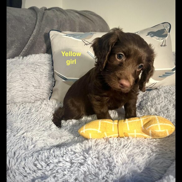 Cockapoo - Both