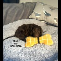 Cockapoo - Both