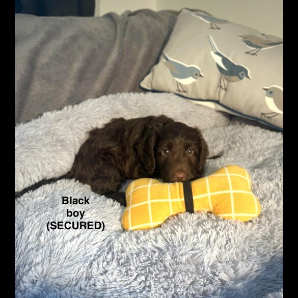 Cockapoo - Both