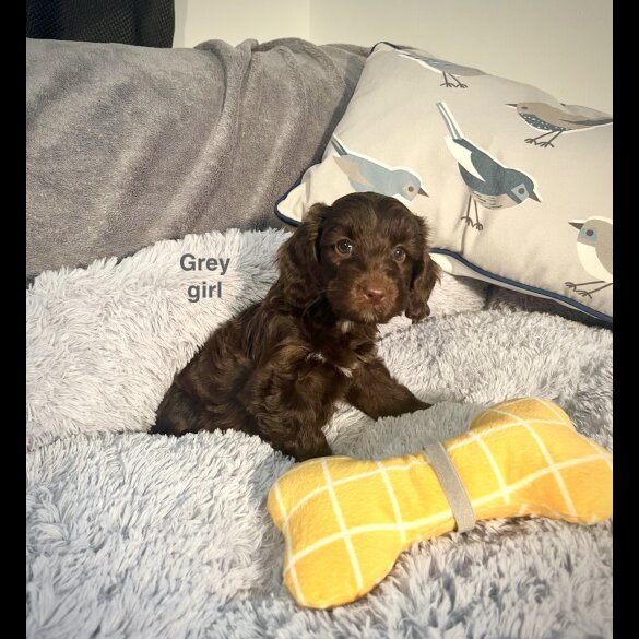 Cockapoo - Both