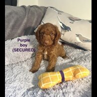 Cockapoo - Both