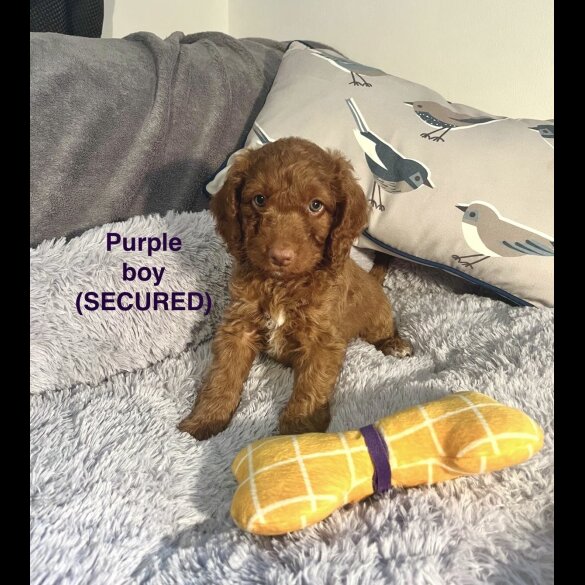 Cockapoo - Both