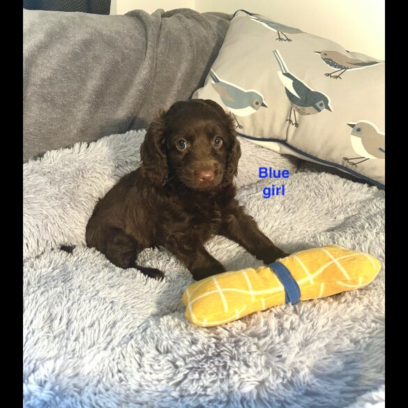 Cockapoo - Both