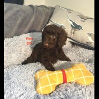 Cockapoo - Both