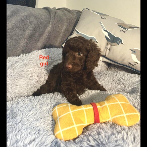 Cockapoo - Both