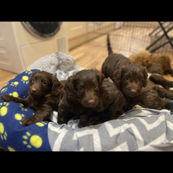 Cockapoo - Both