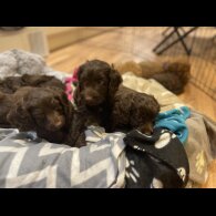 Cockapoo - Both