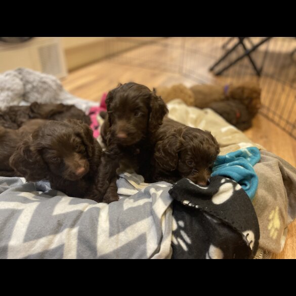Cockapoo - Both