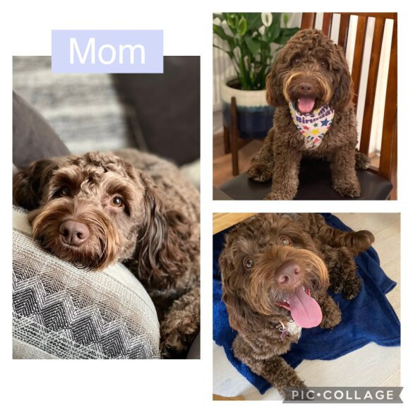 Cockapoo - Both