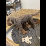 Cockapoo - Both