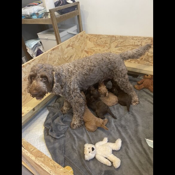 Cockapoo - Both