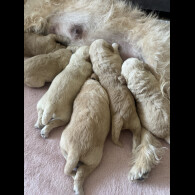 Cockapoo - Both