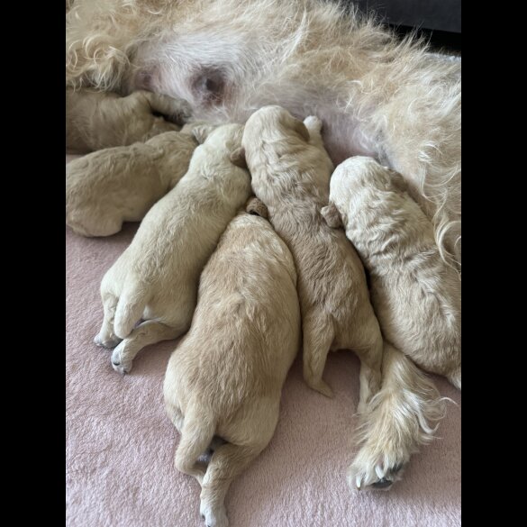 Cockapoo - Both