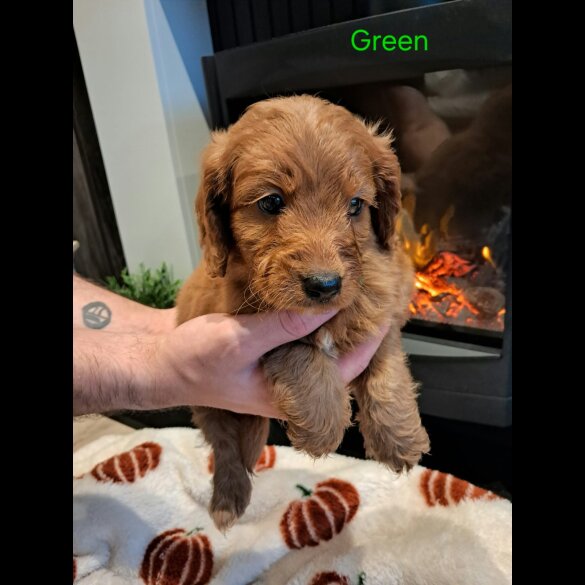 Cockapoo - Both