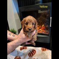 Cockapoo - Both