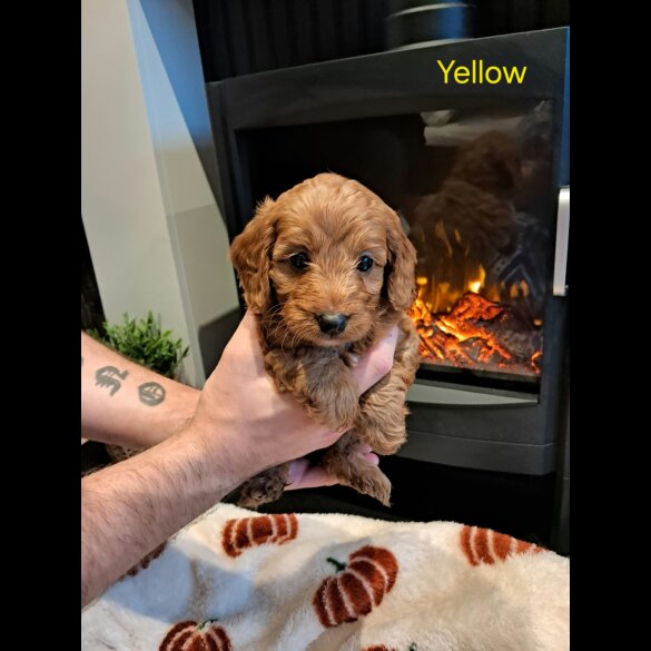 Cockapoo - Both
