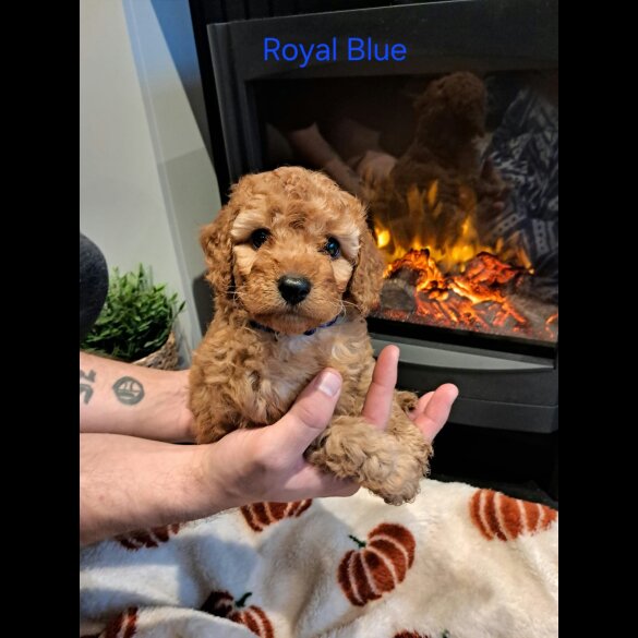 Cockapoo - Both