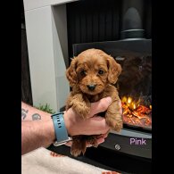 Cockapoo - Both