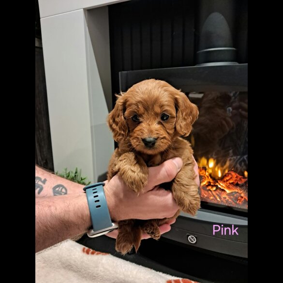 Cockapoo - Both