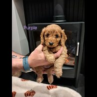 Cockapoo - Both