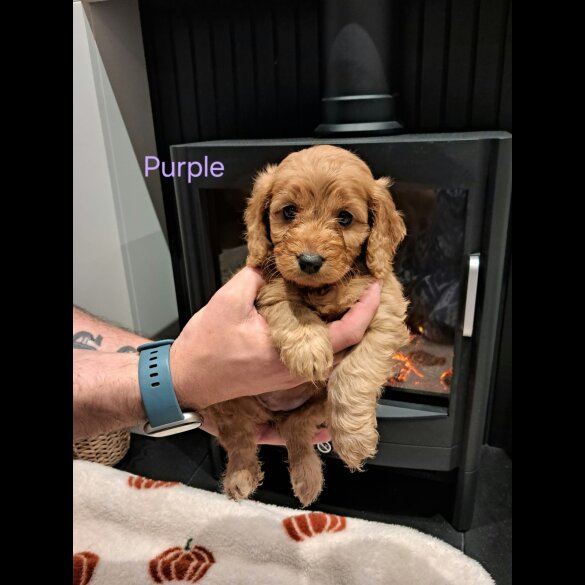 Cockapoo - Both