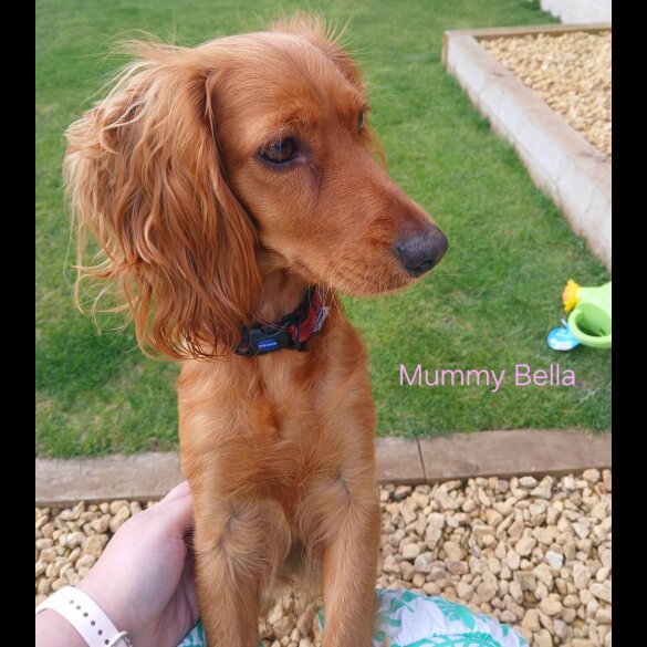 Cockapoo - Both