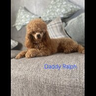 Cockapoo - Both