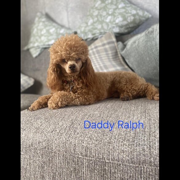 Cockapoo - Both