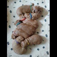 Cockapoo - Both