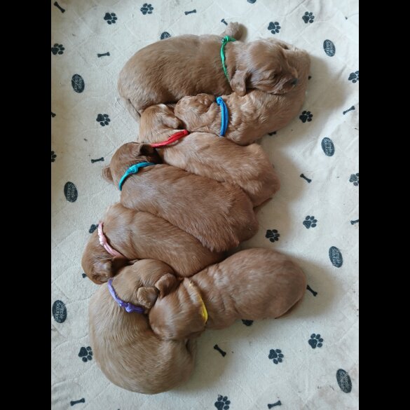 Cockapoo - Both