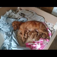 Cockapoo - Both