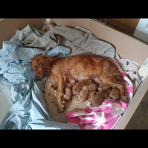 Cockapoo - Both