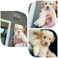 Cockapoo - Both
