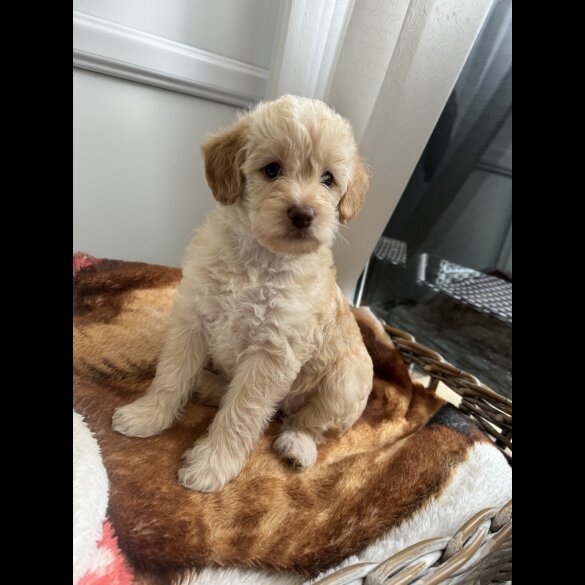 Cockapoo - Both